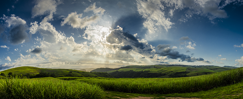 Sugar Cane 2013